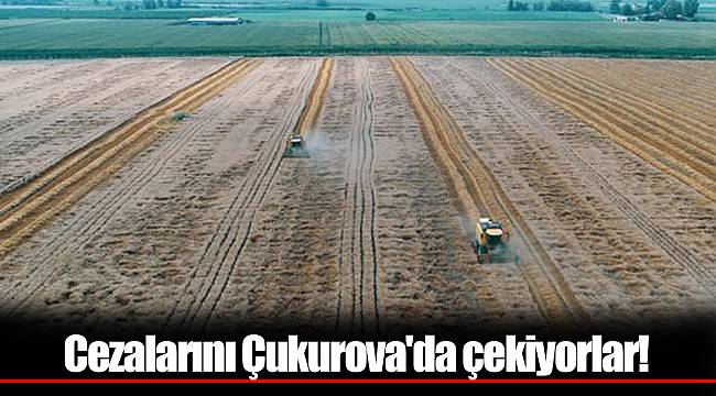 Cezalarını Çukurova'da çekiyorlar!