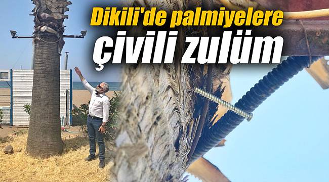Dikili'de palmiyelere çivili zulüm