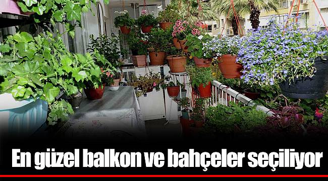 En güzel balkon ve bahçeler seçiliyor