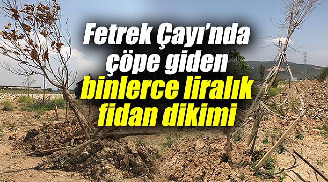 Fetrek Çayı’nda çöpe giden binlerce liralık fidan dikimi