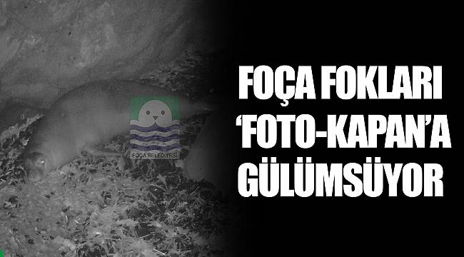 FOÇA FOKLARI ‘FOTO-KAPAN’A GÜLÜMSÜYOR