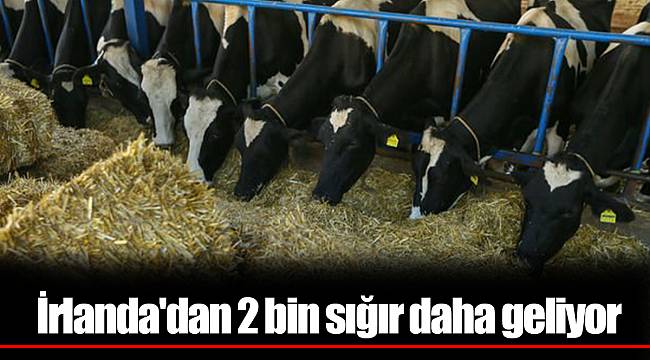 İrlanda'dan 2 bin sığır daha geliyor