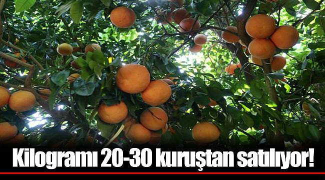 Kilogramı 20-30 kuruştan satılıyor!