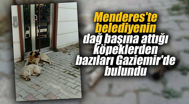 Menderes'te belediyenin dağ başına attığı köpeklerden bazıları Gaziemir'de bulundu