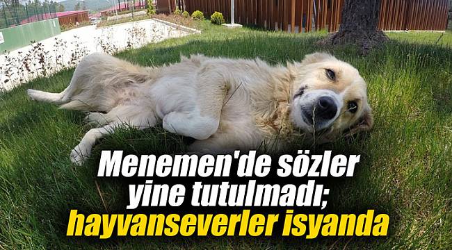 Menemen'de sözler yine tutulmadı; hayvanseverler isyanda