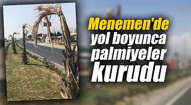 Menemen'de yol boyunca tüm palmiyeler kurudu