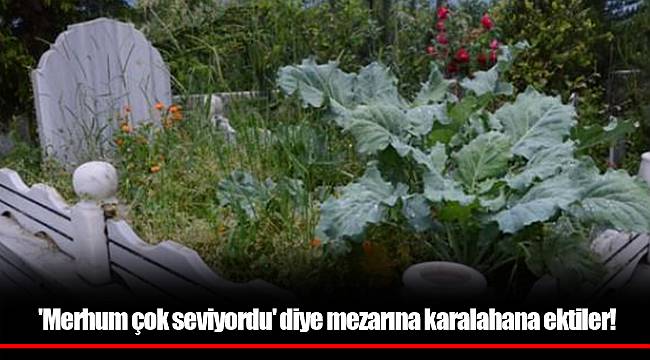 'Merhum çok seviyordu' diye mezarına karalahana ektiler!
