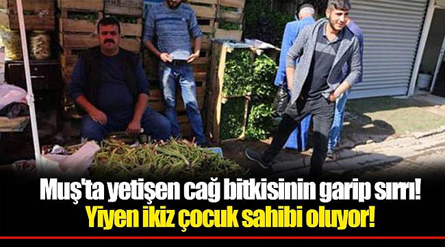 Muş'ta yetişen cağ bitkisinin garip sırrı! Yiyen ikiz çocuk sahibi oluyor!