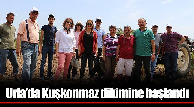 Urla’da Kuşkonmaz dikimine başlandı