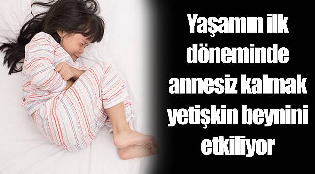 Yaşamın ilk döneminde annesiz kalmak yetişkin beynini etkiliyor