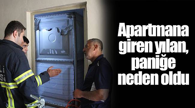 Apartmana giren yılan, paniğe neden oldu
