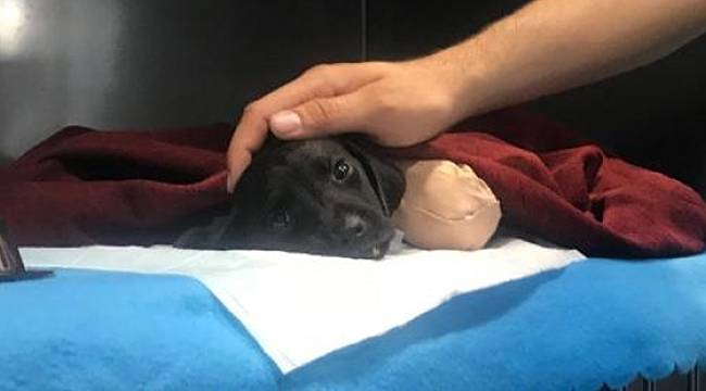 Bacakları ve kuyruğu kesilen yavru köpek kurtarılmadı