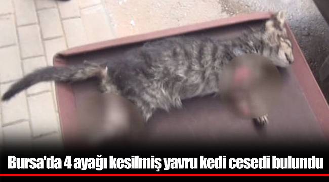 Bursa'da 4 ayağı kesilmiş yavru kedi cesedi bulundu