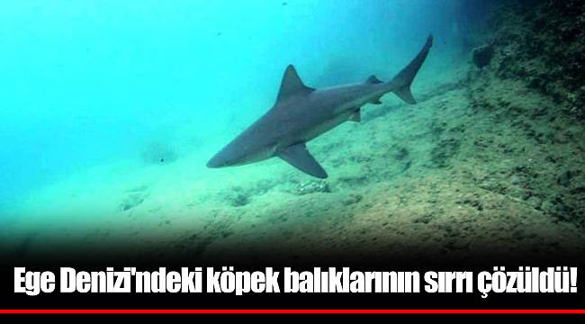 Ege Denizi'ndeki köpek balıklarının sırrı çözüldü!