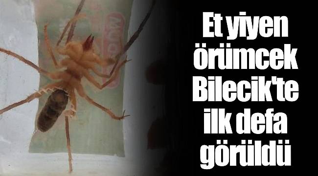 Et yiyen örümcek Bilecik'te ilk defa görüldü
