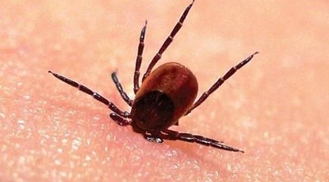 İran'da Kırım Kongo Kanamalı Ateşi 3 can aldı