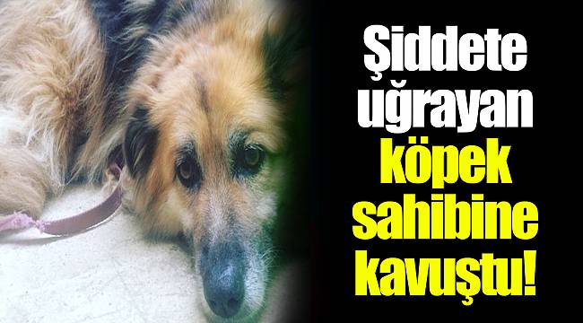 Kadıköy'de şiddete uğrayan köpek sahibine kavuştu!