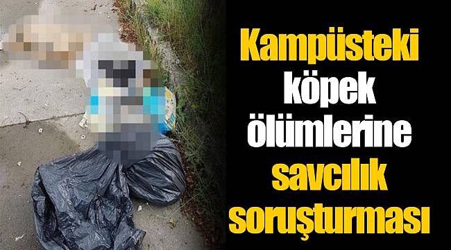 Kampüsteki köpek ölümlerine savcılık soruşturması