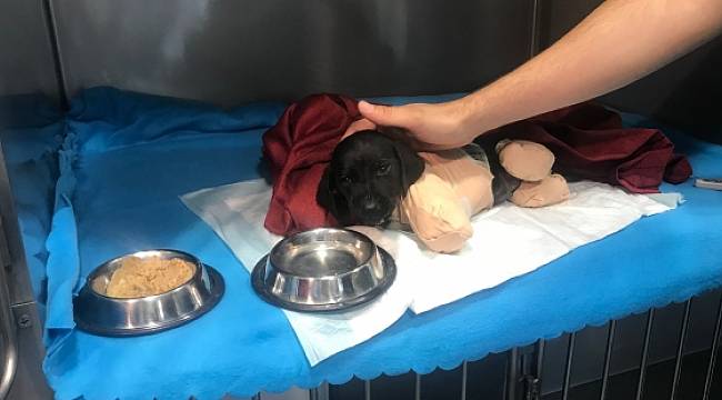 Savcılık, bacakları ve kuyruğu kesildikten sonra ölen yavru köpekle ilgili soruşturma başlattı
