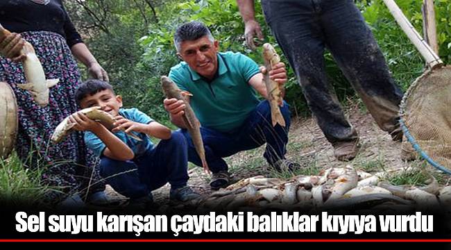 Sel suyu karışan çaydaki balıklar kıyıya vurdu