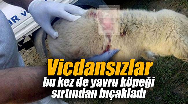 Sırtından bıçaklanmış halde bulundu...