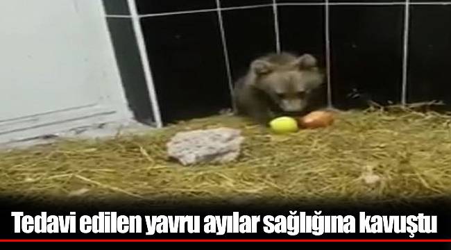tedavi edilen yavru ayılar sağlığına kavuştu