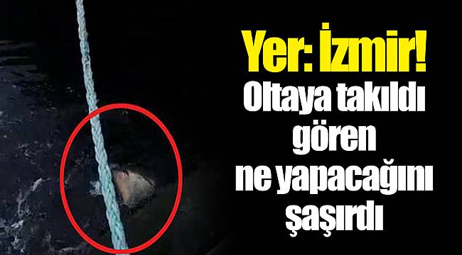 Yer: İzmir! Oltaya takıldı gören ne yapacağını şaşırdı