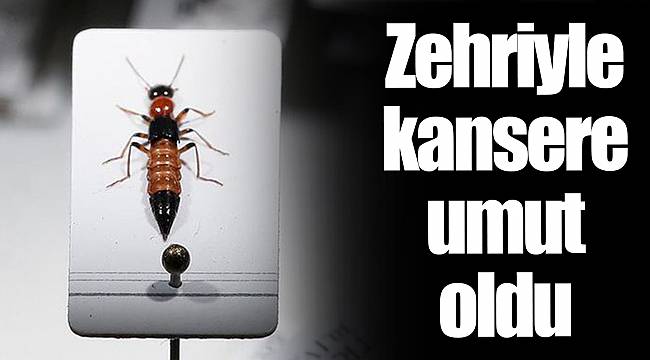 Zehriyle kansere umut oldu