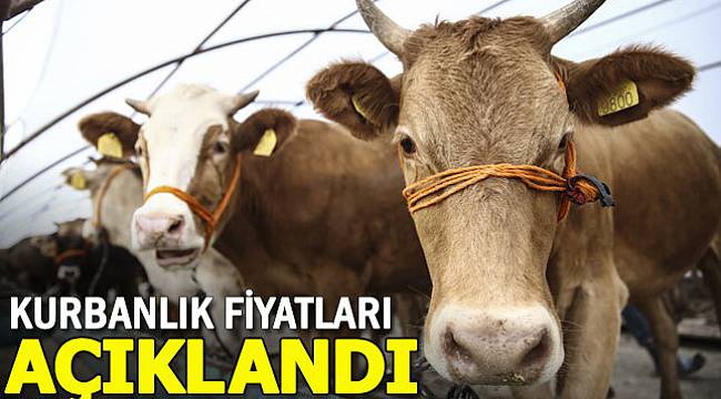 2018 kurbanlık fiyatları açıklandı - Büyükbaş ve küçükbaş hayvan fiyatları ne kadar?