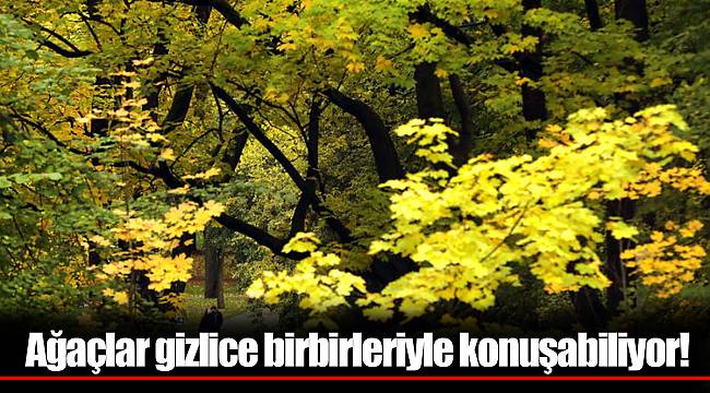 Ağaçlar gizlice birbirleriyle konuşabiliyor!