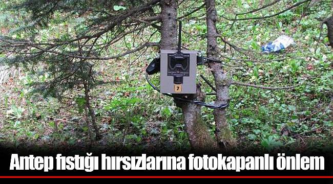 Antep fıstığı hırsızlarına fotokapanlı önlem