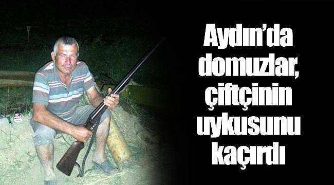 Aydın’da domuzlar, çiftçinin uykusunu kaçırdı