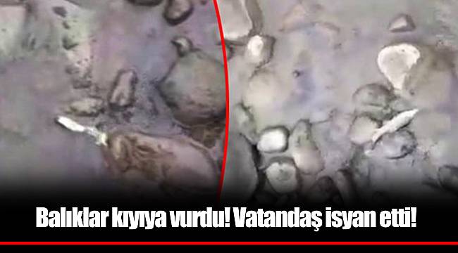 Balıklar kıyıya vurdu! Vatandaş isyan etti!