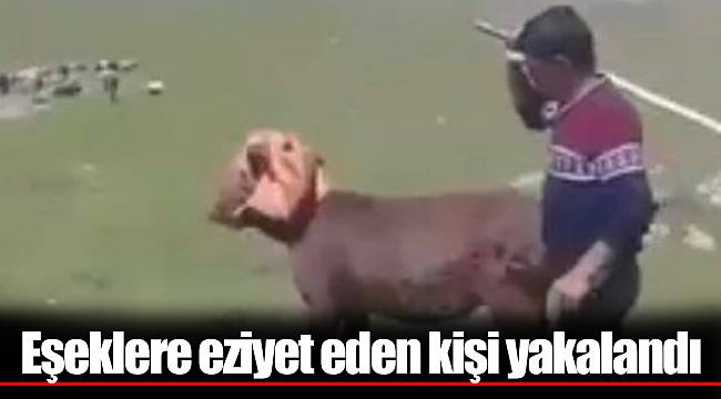 Eşeklere eziyet eden kişi yakalandı