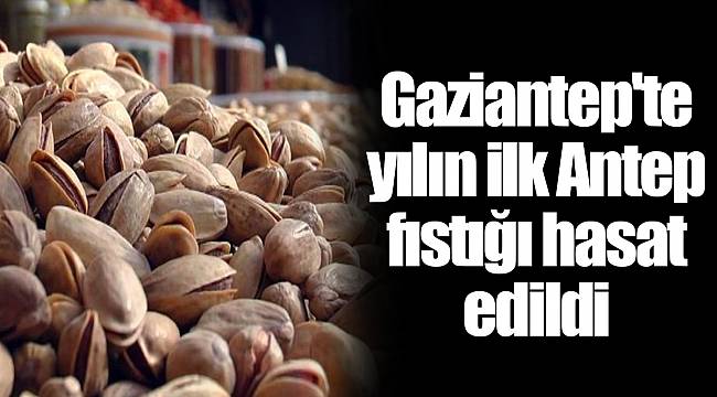 Gaziantep'te yılın ilk Antep fıstığı hasat edildi