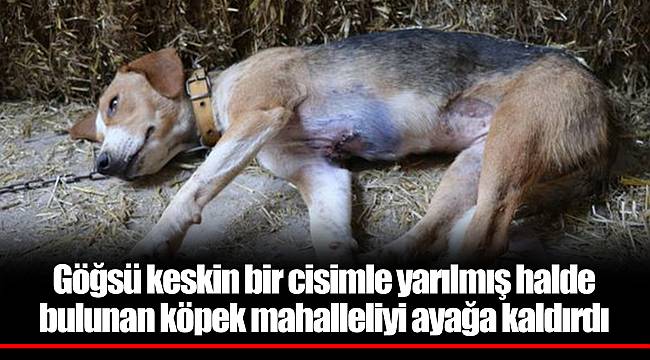 Göğsü keskin bir cisimle yarılmış halde bulunan köpek mahalleliyi ayağa kaldırdı