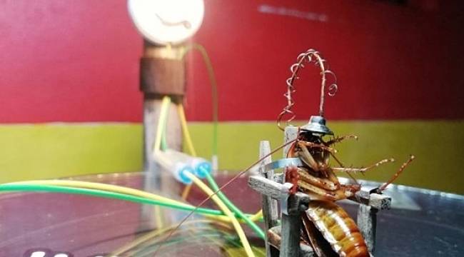 Hamam böceğini elektrikli sandalyede idam eden heykeltıraş tutuklandı