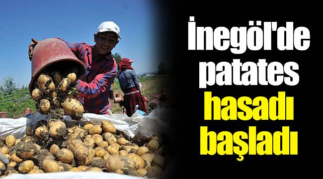 İnegöl'de patates hasadı başladı