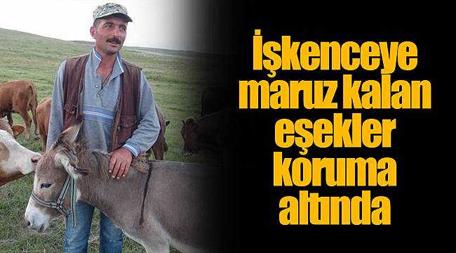 İşkenceye maruz kalan eşekler koruma altında