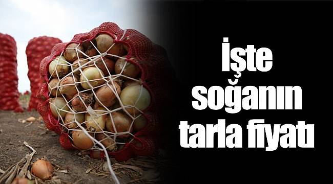 İşte soğanın tarla fiyatı