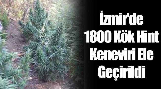 İzmir'de 1800 Kök Hint Keneviri Ele Geçirildi