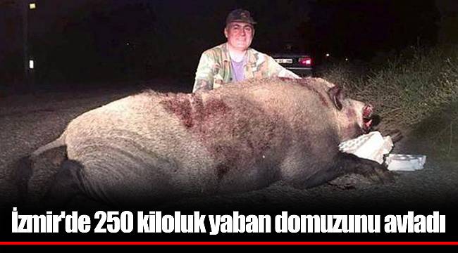 İzmir'de 250 kiloluk yaban domuzunu avladı