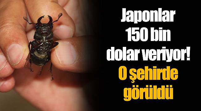 Japonlar 150 bin dolar veriyor! O şehirde görüldü