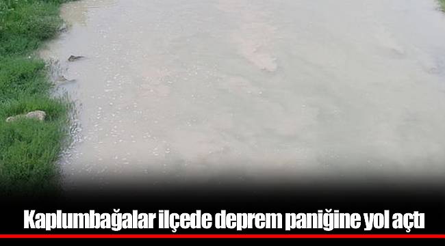 Kaplumbağalar ilçede deprem paniğine yol açtı