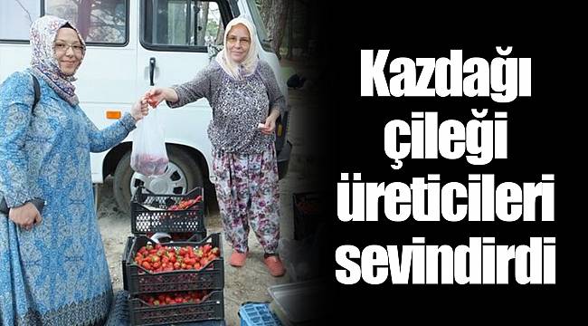 Kazdağı çileği üreticileri sevindirdi