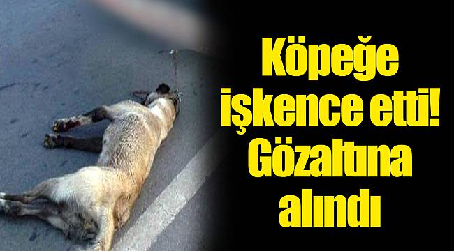 Köpeğe işkence etti! Gözaltına alındı