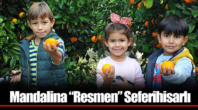 Mandalina “Resmen” Seferihisarlı