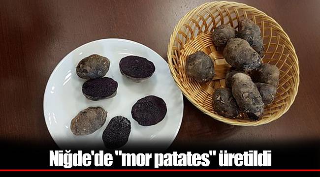 Niğde'de "mor patates" üretildi