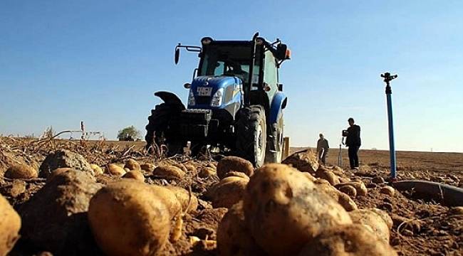 Patateste 'yerli ithalat' iddiası yalanlandı