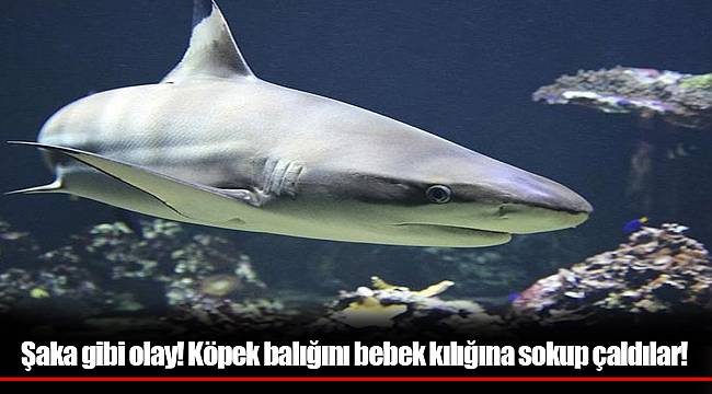 Şaka gibi olay! Köpek balığını bebek kılığına sokup çaldılar!